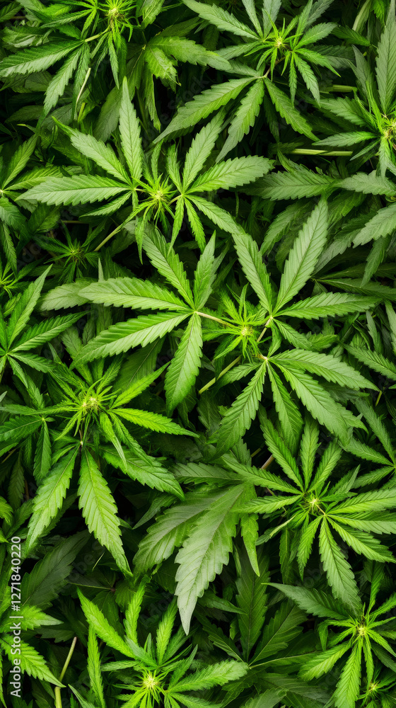 Vibrant green cannabis leaves create a lush, dense pattern, showcasing the plant's growth Vibrant green cannabis leaves create a lush, dense pattern, showcasing the plant's growth
