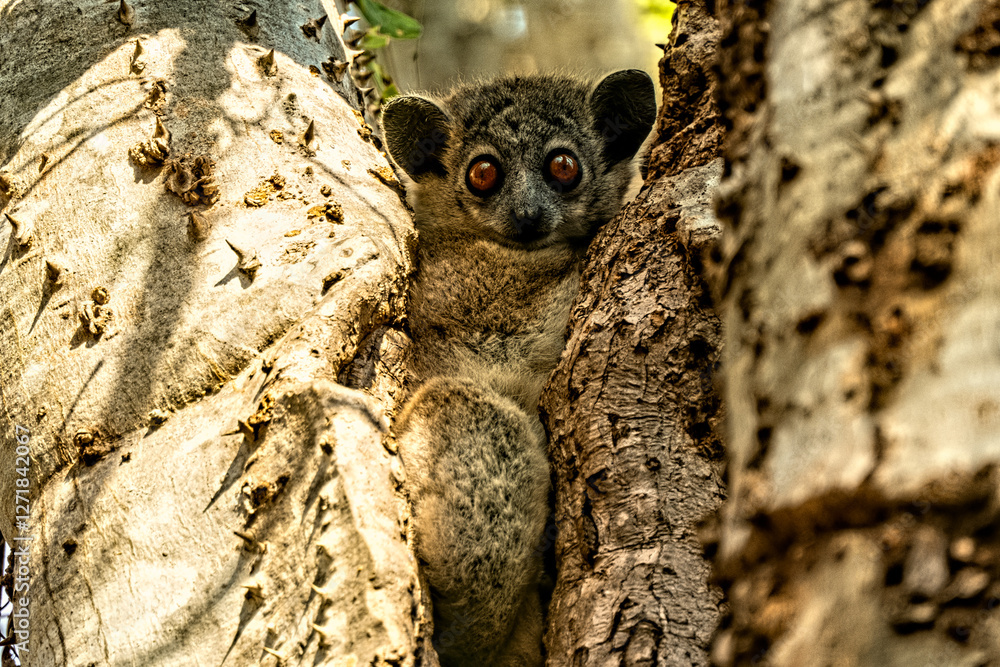 Fototapeta premium Petter's sportive lemur watching closely