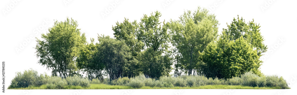 Fototapeta premium PNG Group of different trees landscape outdoors nature.