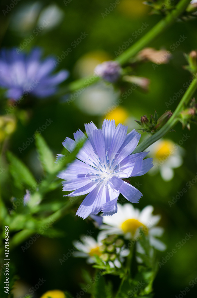 Fototapeta premium Chicory