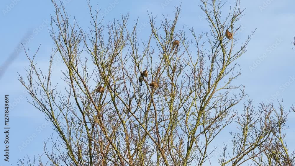 a small flock of Corn bunting (Emberiza calandra) perched in a winter tree a small flock of Corn bunting (Emberiza calandra) perched in a winter tree