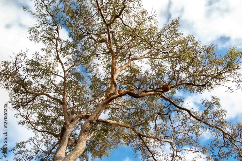 Typical tree of the Brazilian cerrado biome in an idyllic setting Typical tree of the Brazilian cerrado biome in an idyllic setting