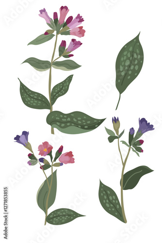 Pulmonaria flower as a botanical illustration of
 purple-pink forest flowers, for poster