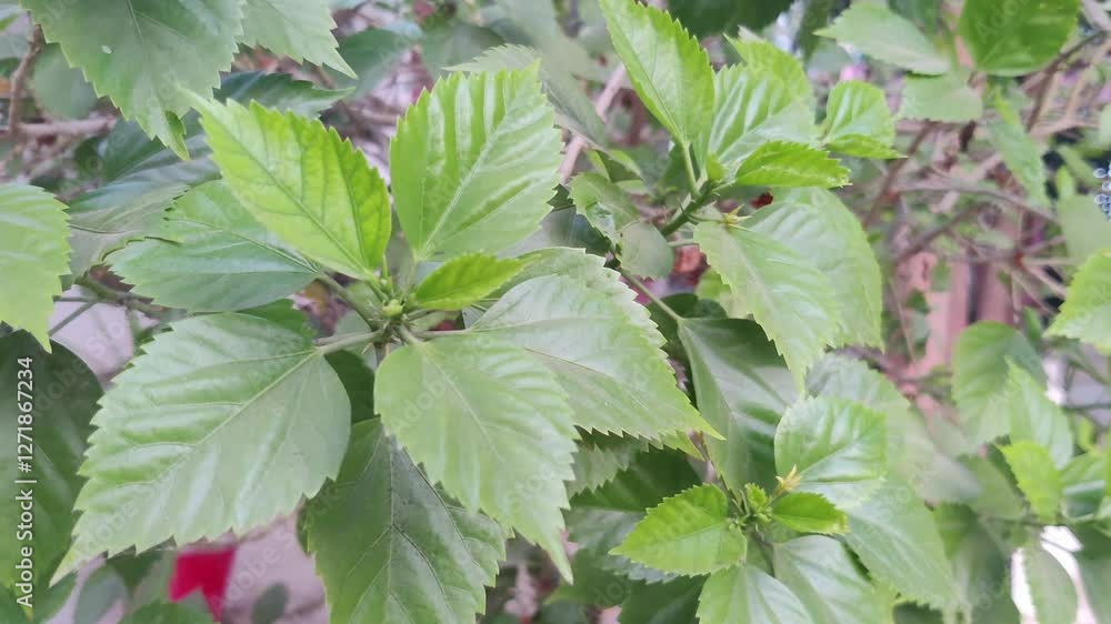 Sun shines through geen leaves which is swaying in the wind. Sun shines through geen leaves which is swaying in the wind.