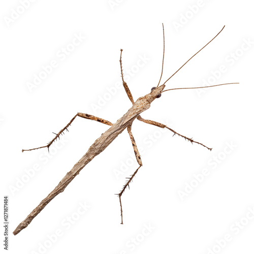 Wallpaper Mural Extraordinary Stick Insect Displaying Perfect Camouflage Torontodigital.ca