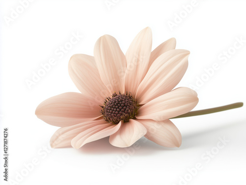 A solitary pink daisy flower stands out beautifully against a pristine white background.