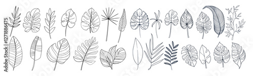 Outline tropic palm leaf set, continuous line art monstera, jungle foliage floral element, editable stroke, vector illustration, tropical tree leaves, exotic greenery, nature design