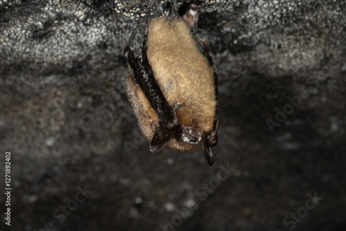 Little brown bat with field signs of WNS