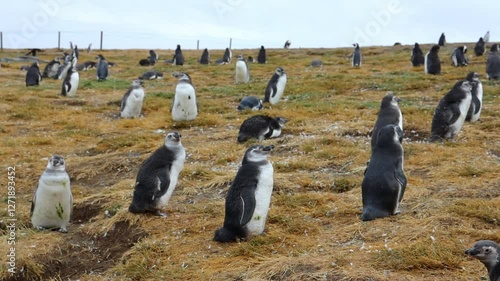 Penguins on Magdalena Island or Isla Magdalena in the Strait of Magellan, in Chilean Patagonia. Magellanic penguin with babies near their burrows in the wild nature. Magellan penguins colony