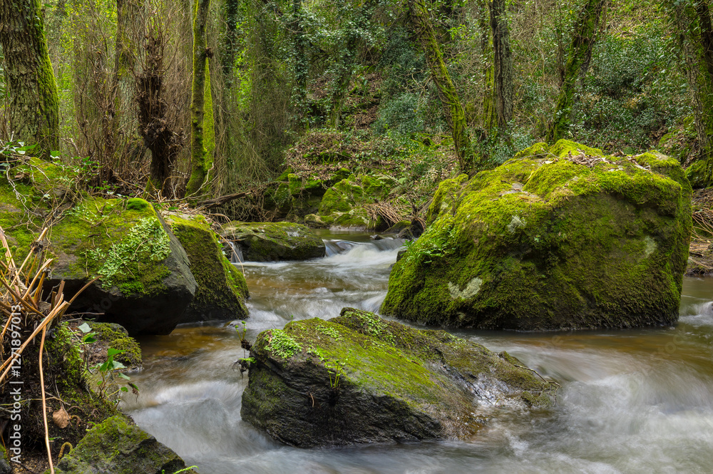 Beautiful forest river with small waterfalls and exotic vegetation Beautiful forest river with small waterfalls and exotic vegetation