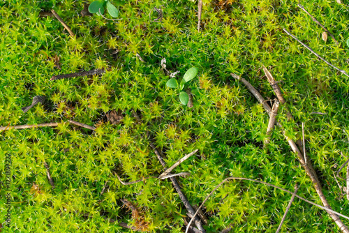 Fotografie Green young sphagnum moss in nature
