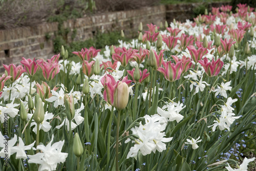 flower border filled with pretty pink and white tulips photo