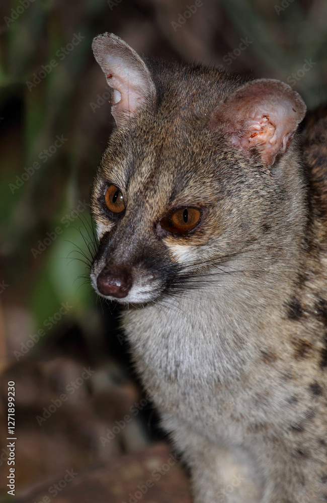 Obraz premium Südliche Großfleck-Ginsterkatze / South African large-spotted genet / Genetta tigrina