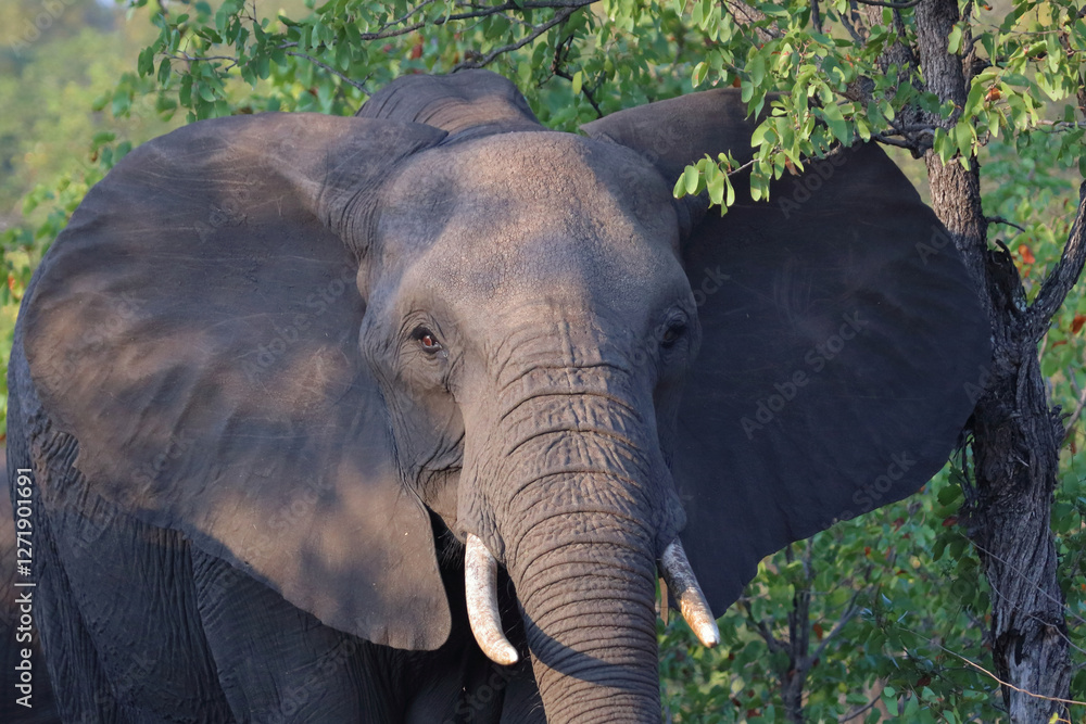 Fototapeta premium Afrikanischer Elefant / African elephant / Loxodonta africana