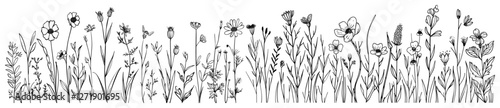 Wild field flower vector illustration, hand-drawn sketch style, floral element, nature spring background, garden grass, outline design, botanical drawing, wildflowers, spring flowers