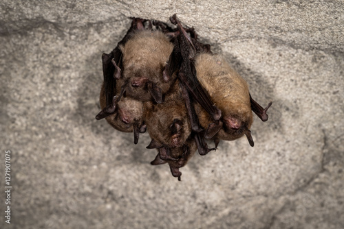 Indiana bats in torpor