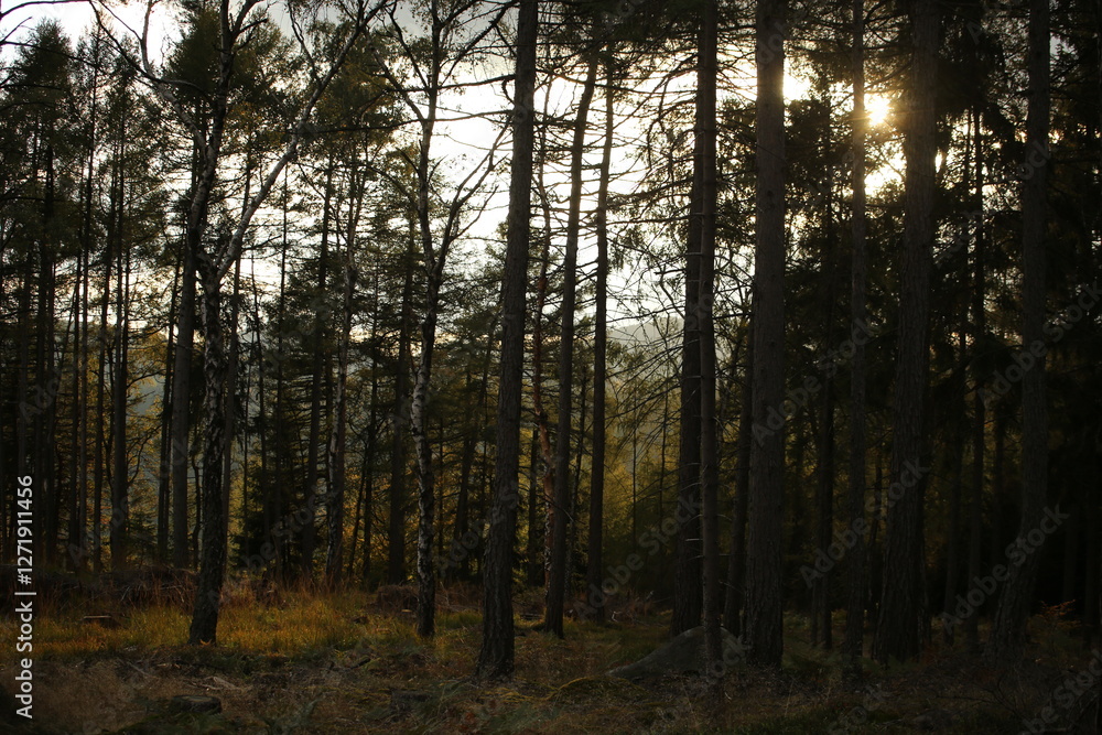Forest bohemia czech republic luzicke hory Forest bohemia czech republic luzicke hory