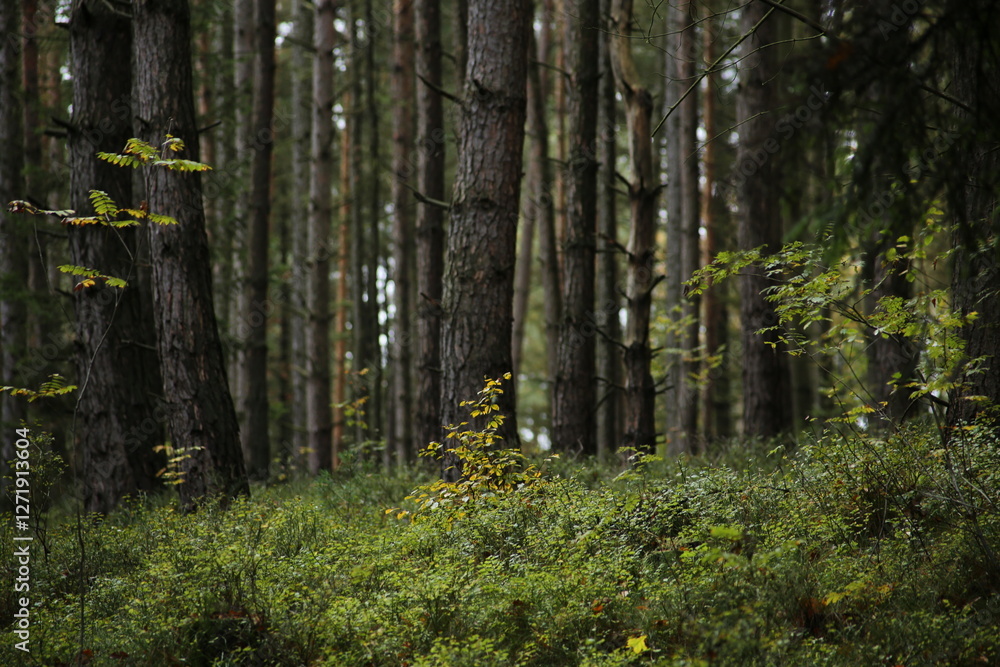 Fototapeta premium Forest bohemia czech republic luzicke hory