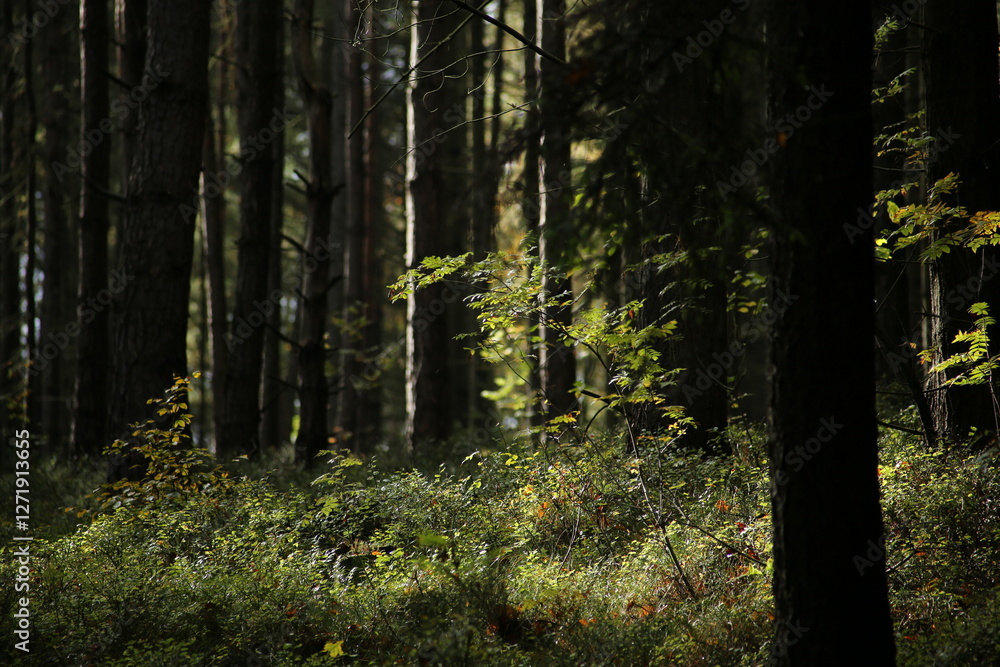 Forest bohemia czech republic luzicke hory Forest bohemia czech republic luzicke hory