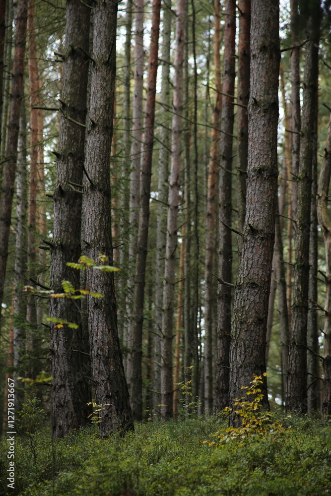 Naklejka premium Forest bohemia czech republic luzicke hory