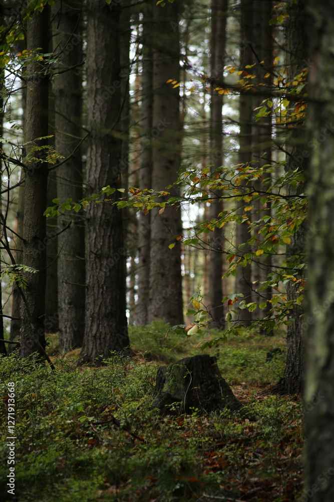 Fototapeta premium Forest bohemia czech republic luzicke hory