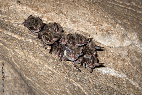 Rafinesque's big-eared bat