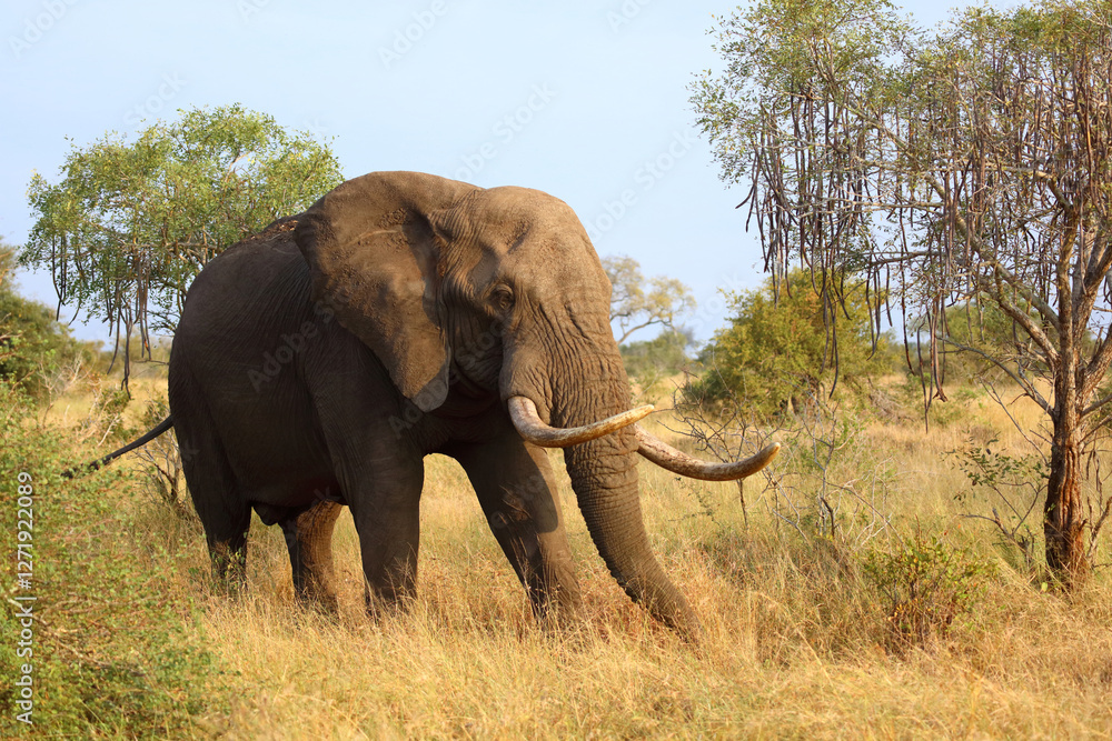 Fototapeta premium Afrikanischer Elefant / African elephant / Loxodonta africana..