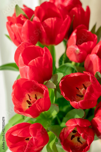 beautiful red tulips on a light background in a vase