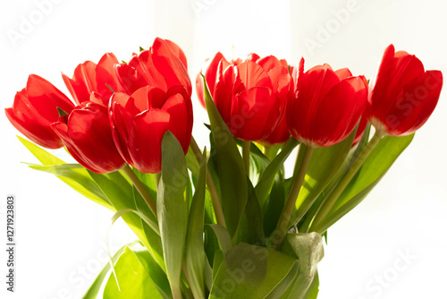 beautiful red tulips on a light background in a vase