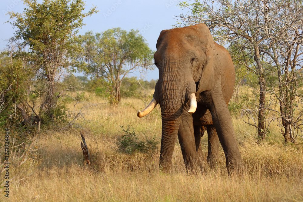 Obraz premium Afrikanischer Elefant / African elephant / Loxodonta africana