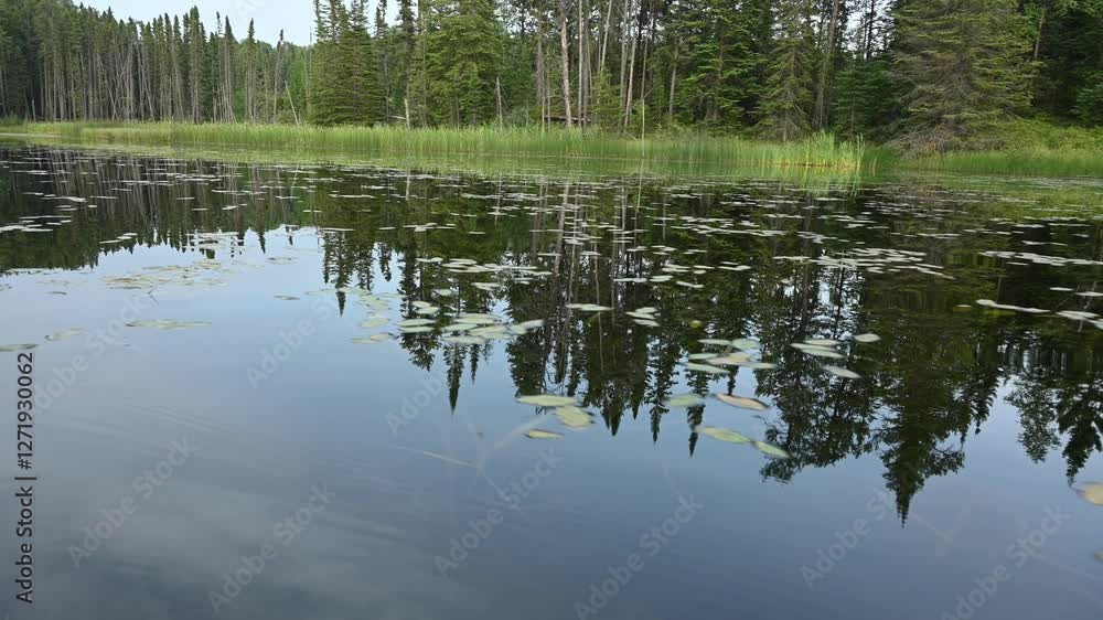View from canoe boat drifting through lily pads along shore with northern evergreen trees
View from canoe boat drifting through lily pads along shore with northern evergreen trees