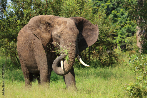Afrikanischer Elefant / African elephant / Loxodonta africana
