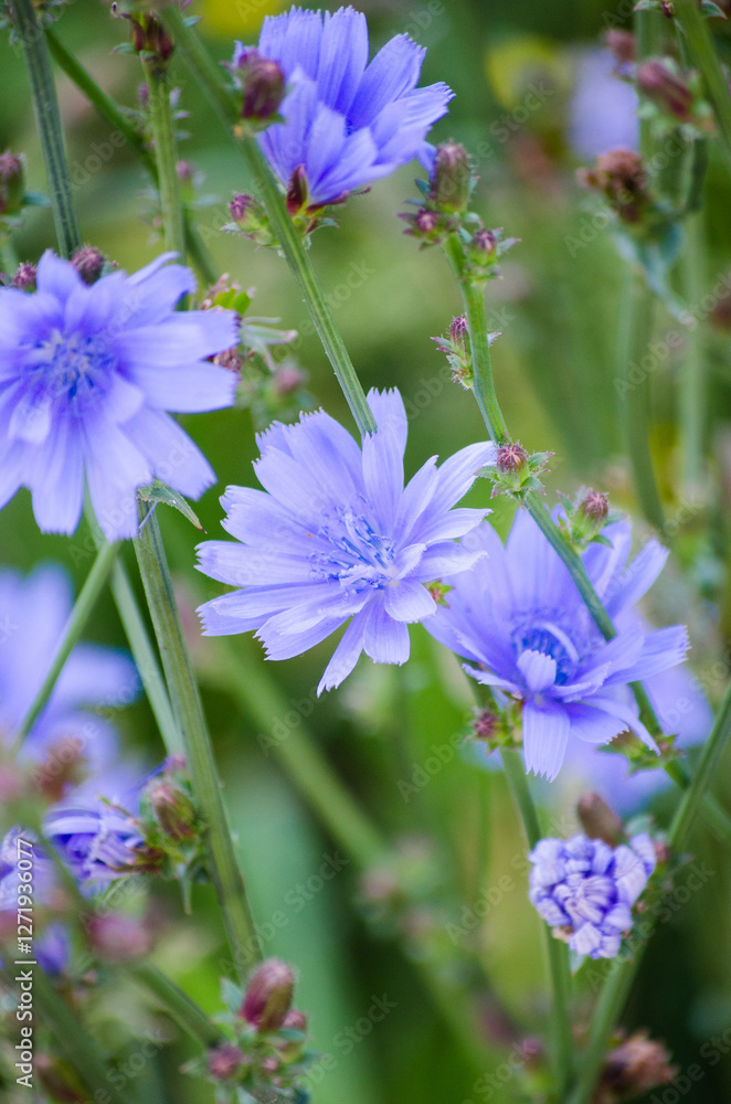 Chicory Chicory