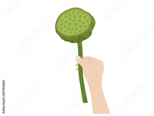Lotus fruit on a white background.