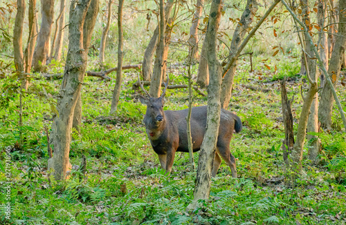 Male sambar with Sore Spot at Kaziranga National Park in Assam, India photo