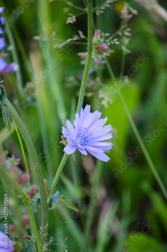 Chicory