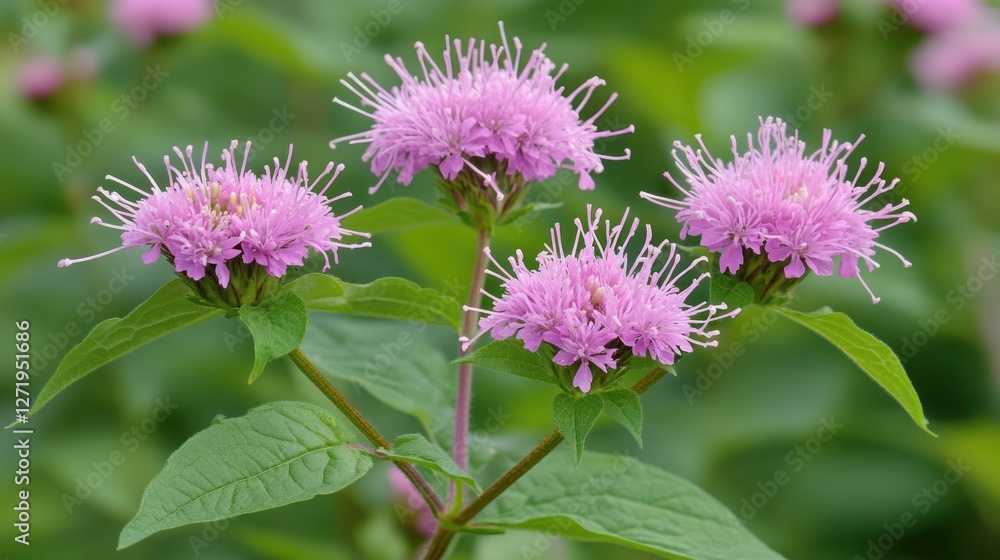Obraz premium Pink Bee Balm blooms, meadow, summer, nature, floral, background blur, botany, garden, healthcare