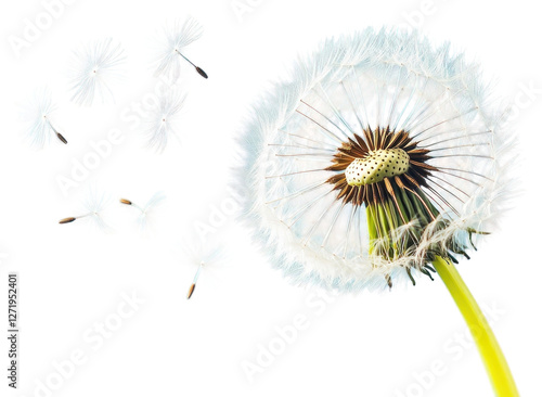 Wallpaper Mural PNG Dandelion with seeds blowing away blue sky flower plant photography. Torontodigital.ca