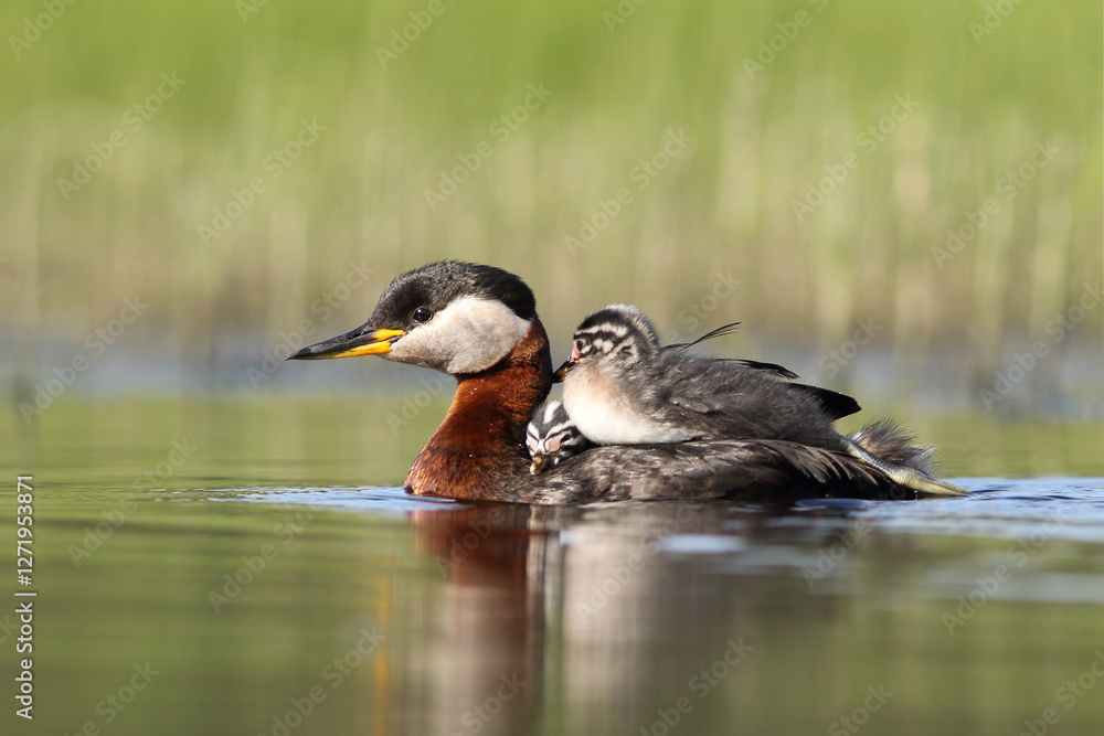 Perkoz rdzawoszyi (Podiceps grisegena), red-necked grebe Perkoz rdzawoszyi (Podiceps grisegena), red-necked grebe