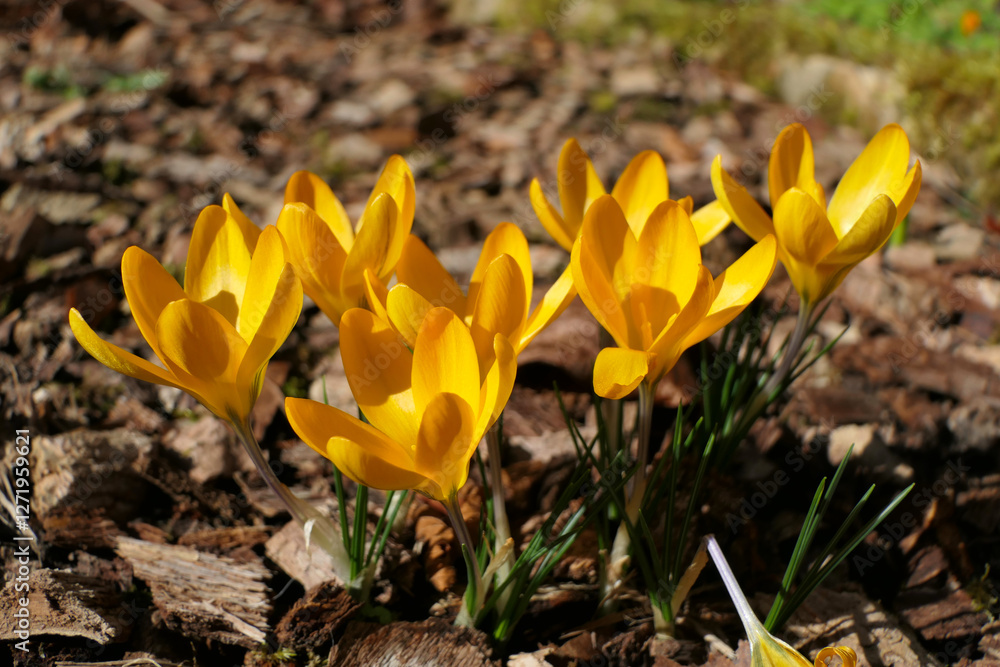 Crocus flavus also known as Dutch yellow or snow crocus breaking through wood chippings in a flower bed
Crocus flavus also known as Dutch yellow or snow crocus breaking through wood chippings in a flower bed