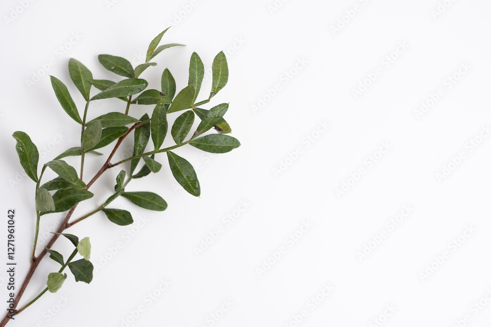 Green eucalyptus leaves on a branch. Fresh eucalyptus close-up, on a light background, aromatic, essential oil. Aromatherapy
Green eucalyptus leaves on a branch. Fresh eucalyptus close-up, on a light background, aromatic, essential oil. Aromatherapy