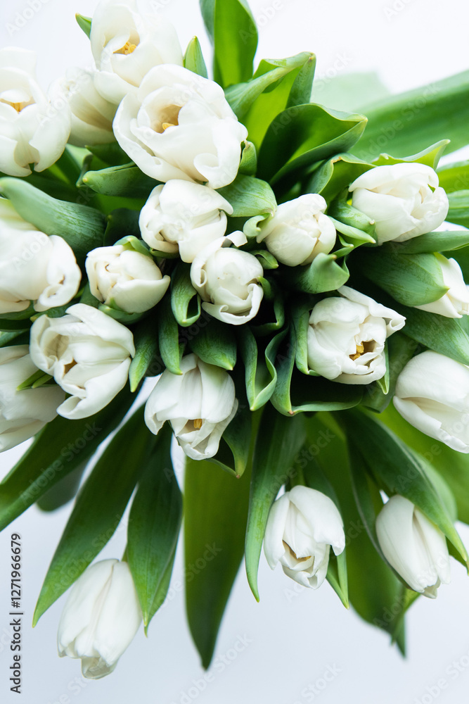 Fototapeta premium Bouquet of flowers. White Tulip on white background. Beautiful flowers for valentines and wedding scene. Valentines and 8 March Mother Women's Day concept.