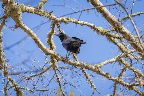 Common Black Bird in a tree at West Point Dam in Alabama.