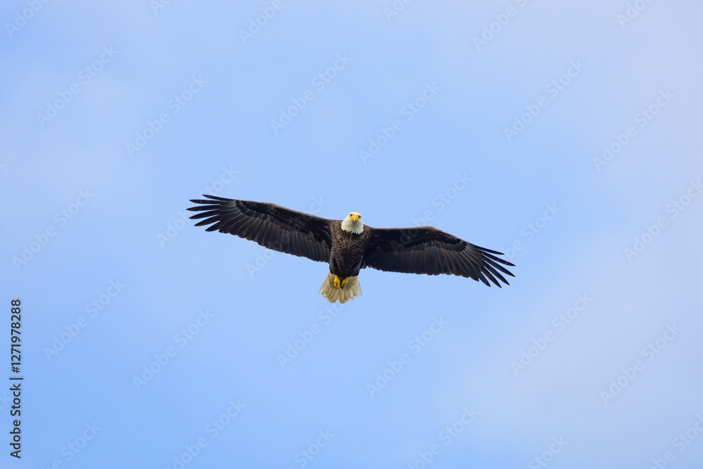 Bald Eagle flying over West Point Dam in Alabama. Bald Eagle flying over West Point Dam in Alabama.