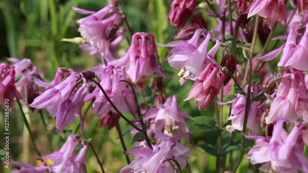 beautiful blooming equidegia in the garden beautiful blooming equidegia in the garden