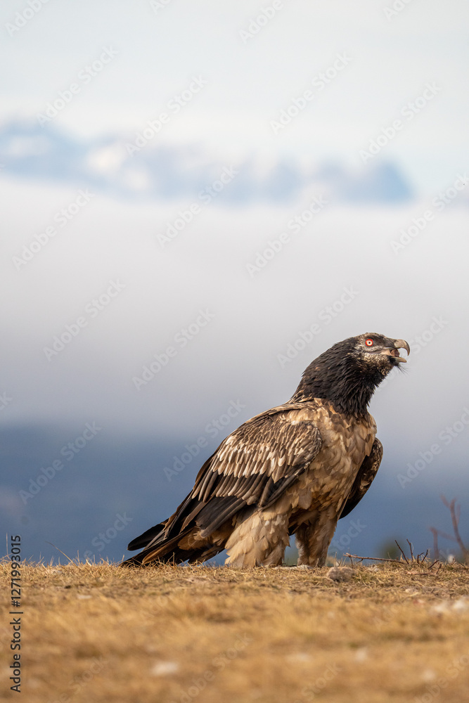 Fototapeta premium Bearded vulture (Gypaetus barbatus) photographed in Spain