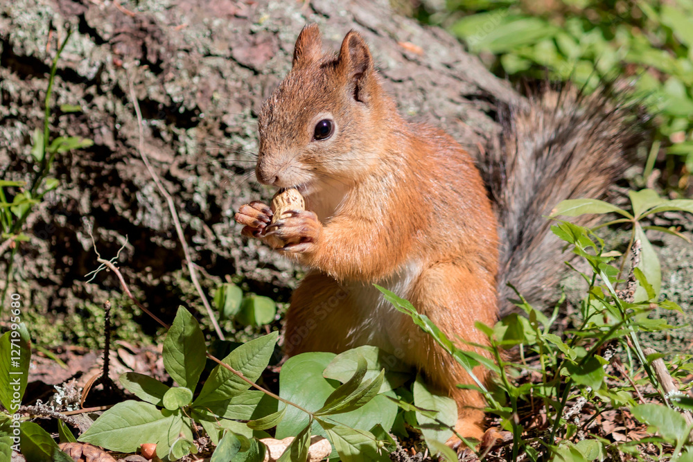 A wild young forest squirrel feeds on a peanut. A wild young forest squirrel feeds on a peanut.