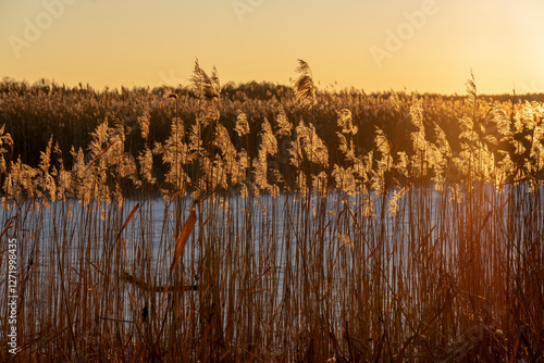 Fototapeta Naklejka Na Ścianę i Meble -  Grass against the sunset background. Lake Seksty. Landscape of Masuria in Poland.
