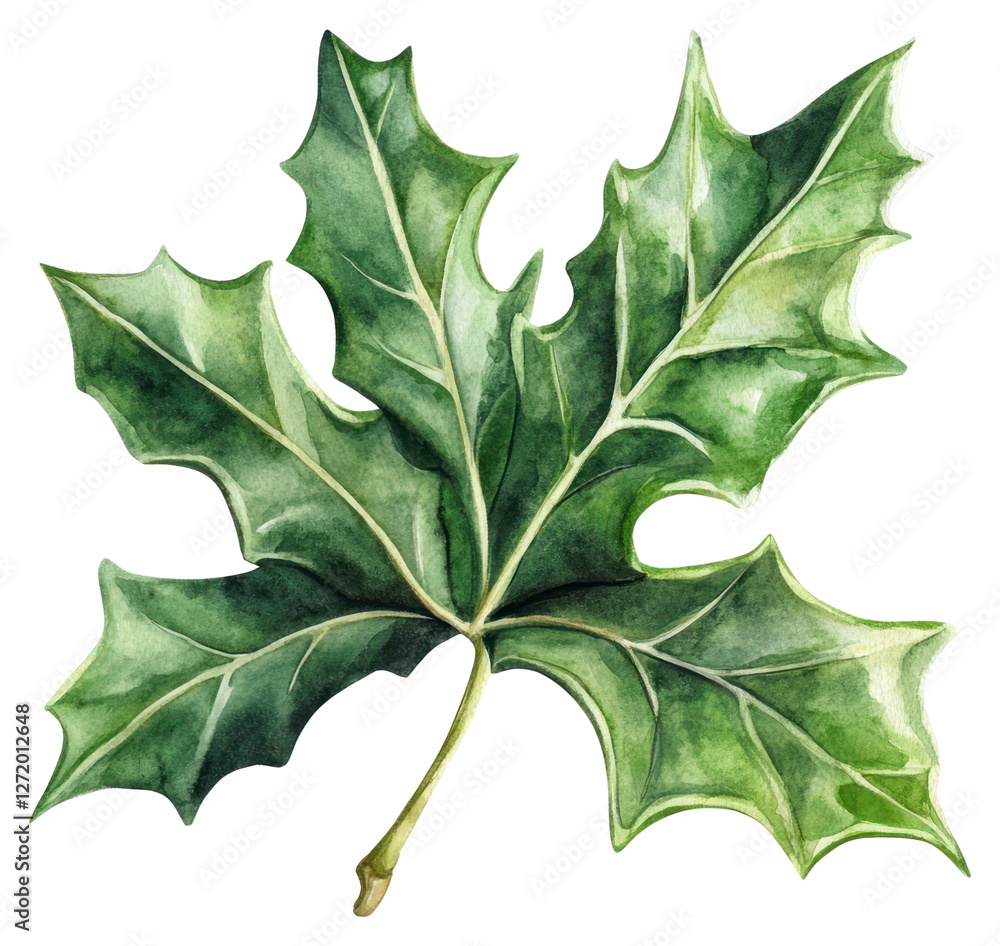 Fototapeta premium PNG Holly leaf illustration watercolor holly.