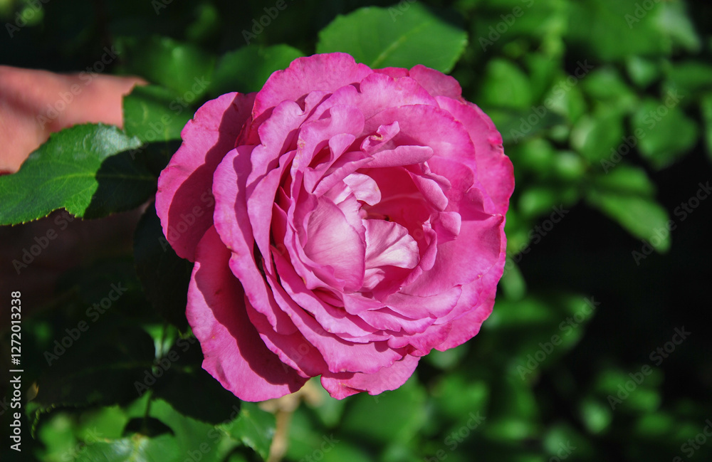 pink rose in the garden on a sunny day close up pink rose in the garden on a sunny day close up